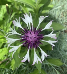 Centaurea montana