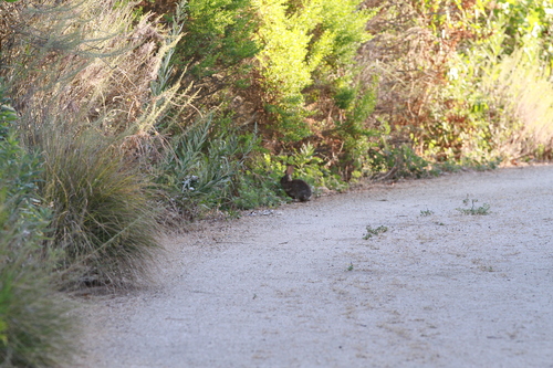 iNaturalist observation photo of Desert Cottontail