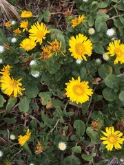 Grindelia stricta platyphylla