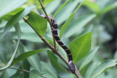 Leptodeira frenata