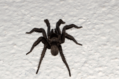 Trichopelma