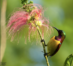 Purple-Throated Sunbird photo 4
