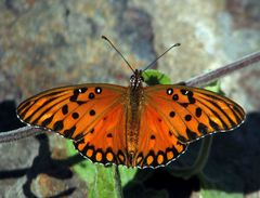 Dione vanillae maculosa