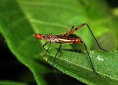 Micropeza stigmatica