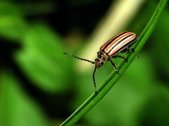 Disonycha bicarinata