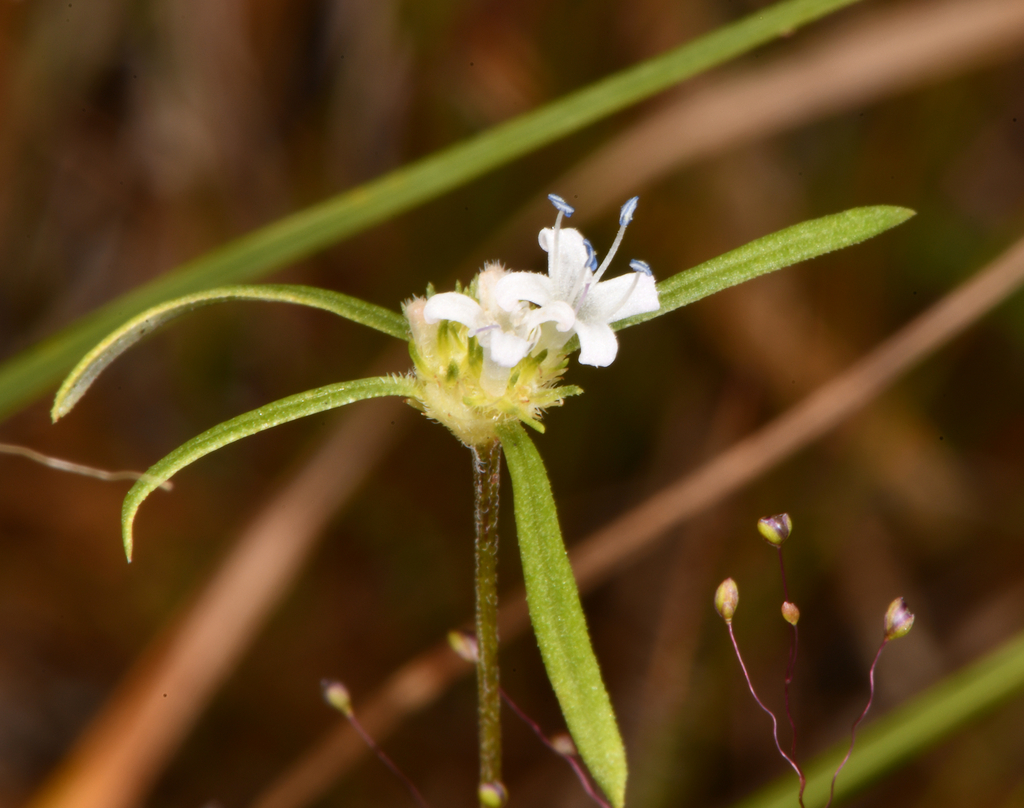 Spermacoce orinocensis