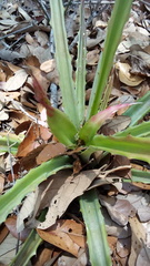 Bromelia pinguin