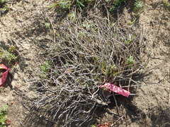 Eriophyllum staechadifolium