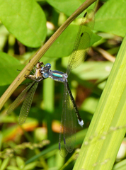 Lestes eurinus