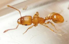 Tetramorium simillimum