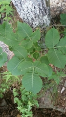 Ptelea trifoliata mollis