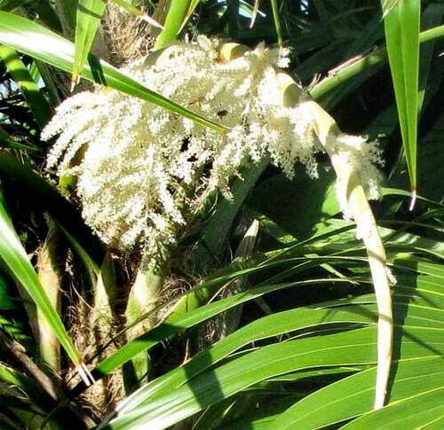 Florida thatch palm (Thrinax radiata)