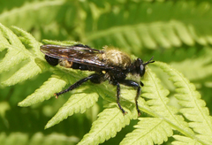 Laphria divisor