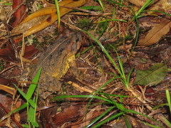 Incilius porteri