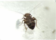 Cyptophania
