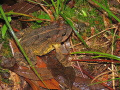 Incilius porteri