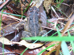 Incilius porteri