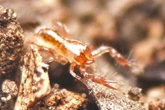 Austrochthonius