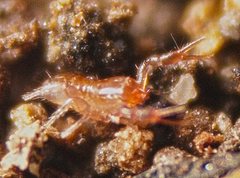 Austrochthonius