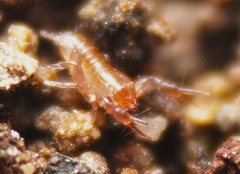 Austrochthonius
