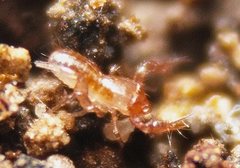 Austrochthonius