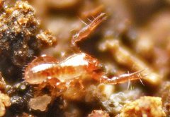 Austrochthonius