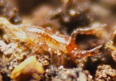 Austrochthonius