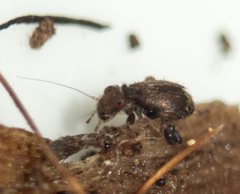 Cyptophania