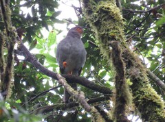 Micrastur ruficollis