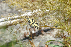 Papilio alexanor