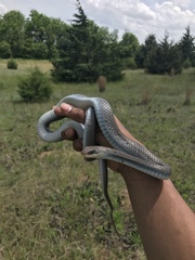 Coluber constrictor foxii