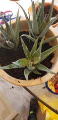 Aloe