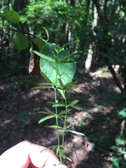 Galium uniflorum