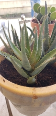 Aloe