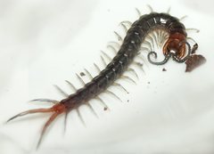Cormocephalus westwoodi