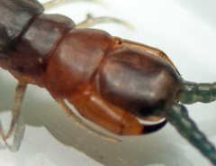 Cormocephalus westwoodi