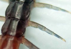 Cormocephalus westwoodi