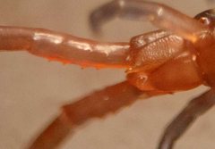 Cormocephalus westwoodi
