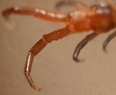 Cormocephalus westwoodi