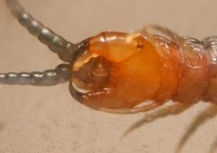 Cormocephalus westwoodi