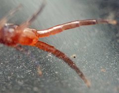 Cormocephalus westwoodi