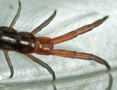 Cormocephalus westwoodi