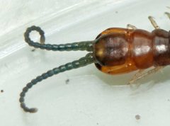 Cormocephalus westwoodi