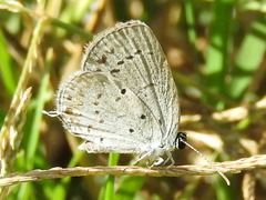 Cupido comyntas texana