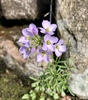 Cuckooflower - Photo (c) nzoo, some rights reserved (CC BY-NC)