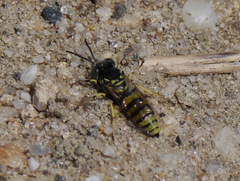 Microbembex monodonta