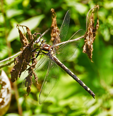 Cordulegaster obliqua