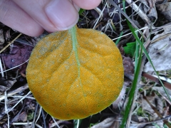 Rossmanomyces pyrolae