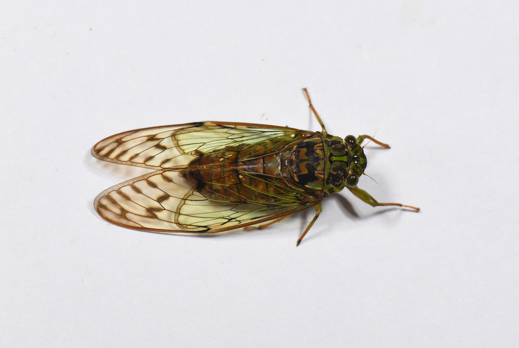 Tanna auripennis