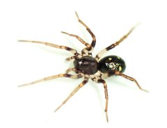 Pentasteron simplex
